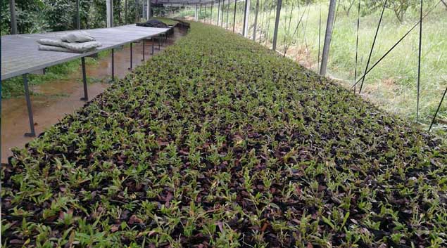 培养基灭菌蒸汽发生器 培养基灭菌蒸汽发生器