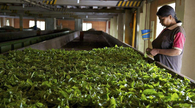 茶叶烘干蒸汽发生器 茶叶烘干蒸汽发生器