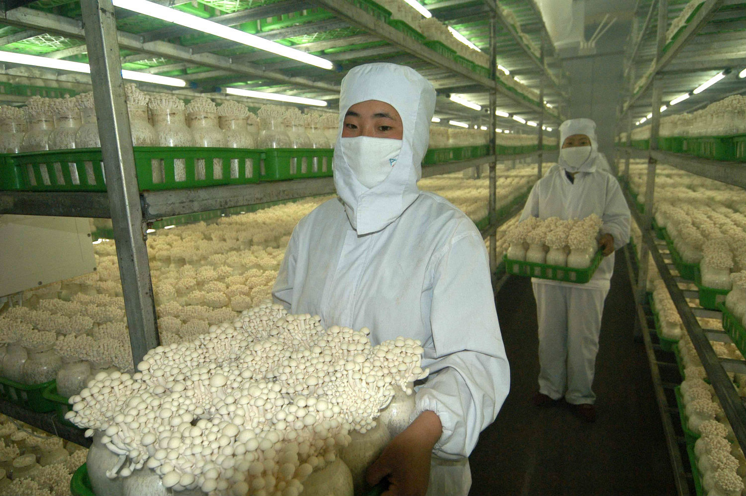 食用菌使用好色先生IOS破解版减少损耗 食用菌使用好色先生IOS破解版减少损耗