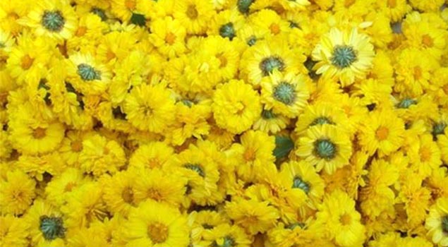 如何制出品质优良菊花茶？菊花烘干蒸汽发生器满足你