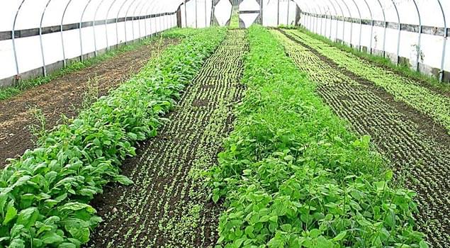 蔬菜大棚蒸汽发生器让反季蔬菜营养不流失！